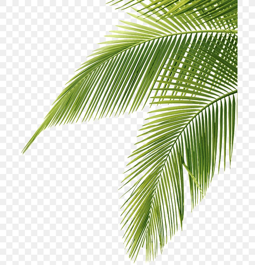 Arecaceae Leaf Coconut Clip Art, PNG, 709x853px, Arecaceae, Arecales, Borassus Flabellifer, Coconut, Color Download Free