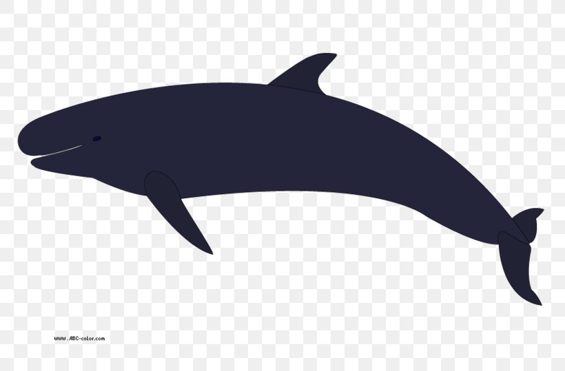 Killer Whale Cetacea Humpback Whale Clip Art, PNG, 781x539px, Killer Whale, Black, Black And White, Blue Whale, Cetacea Download Free