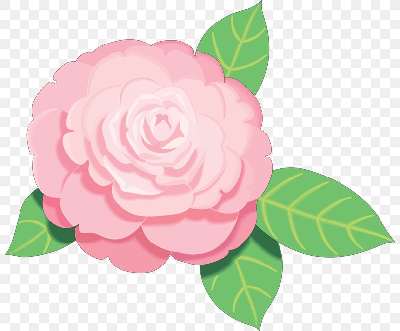 Pink Flowers Free Rose Clip Art, PNG, 800x677px, Pink Flowers, Camellia, Camellia Sasanqua, Floral Design, Floristry Download Free