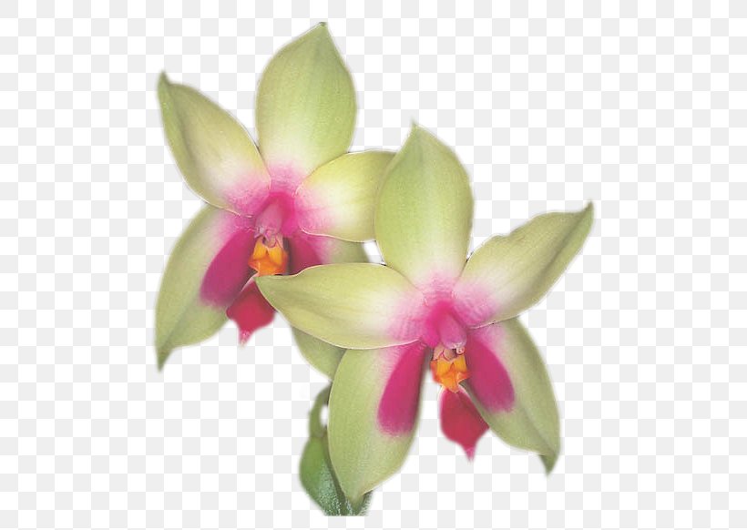 Animation Blog Spathoglottis Desktop Wallpaper Moth Orchids, PNG, 516x582px, Animation, Blog, Cattleya, Cattleya Orchids, Christmas Orchid Download Free