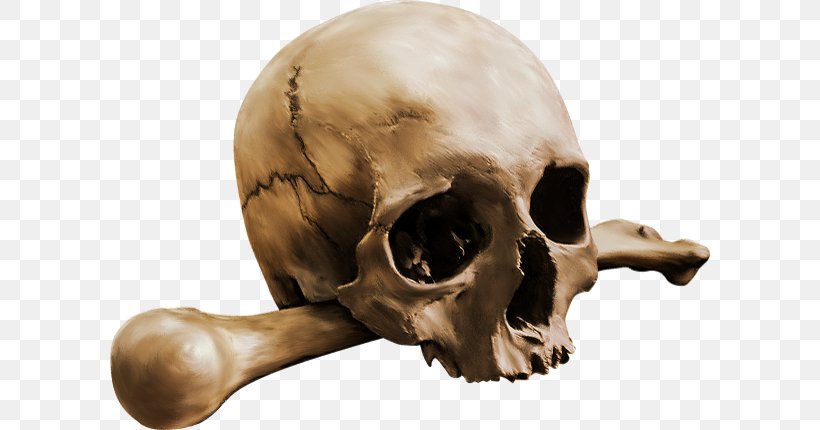 Human Skull Calavera Bone Skeleton, PNG, 600x430px, 2017, Skull, Bone, Calavera, Female Download Free