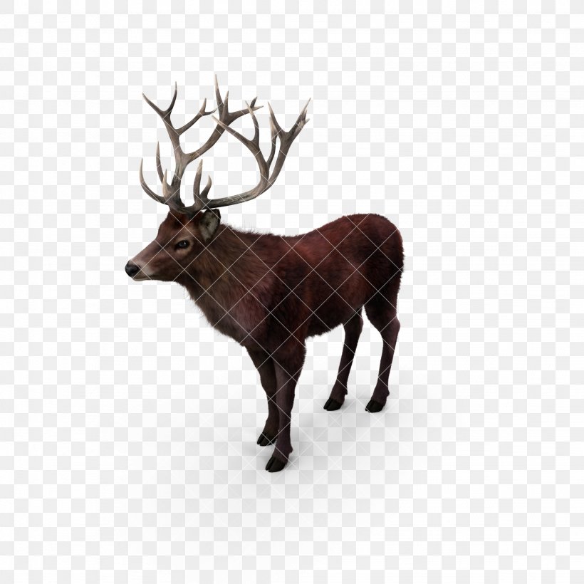 Reindeer Elk Red Deer Moose, PNG, 2048x2048px, Reindeer, Antler, Deer, Draco Melanopogon, Elk Download Free
