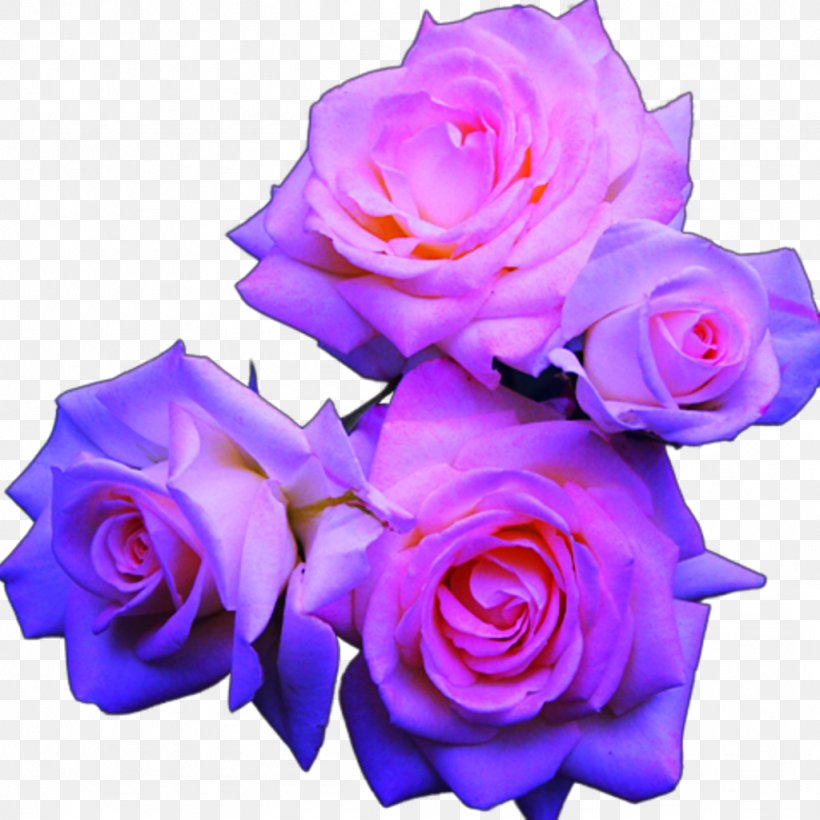 Blue Rose Pink Flowers, PNG, 1024x1024px, Rose, Blue, Blue Rose, Color, Cut Flowers Download Free