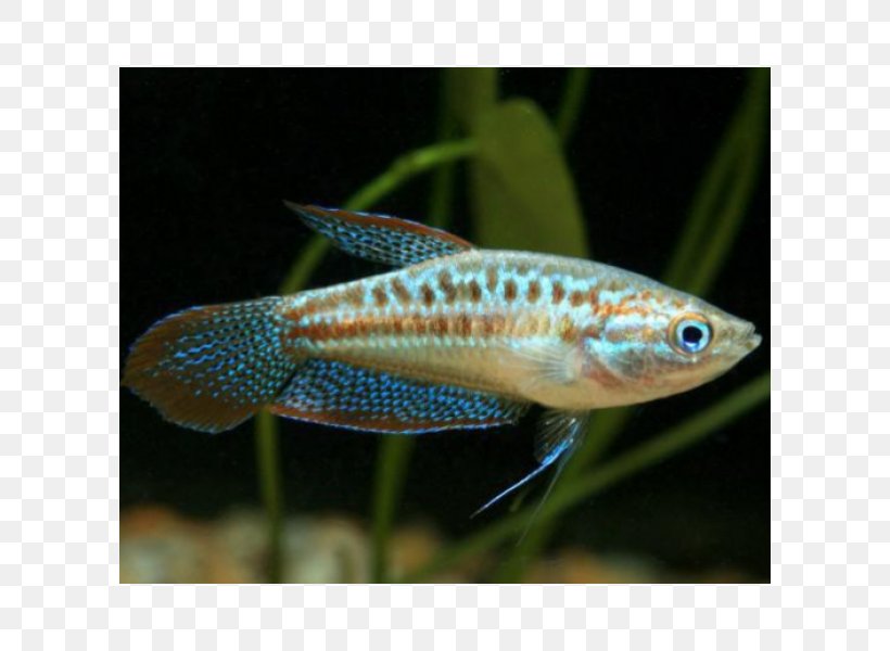 Dwarf Gourami Sparkling Gourami Fish Aquariums, PNG, 600x600px, Dwarf Gourami, Aquarium, Aquariums, Com, Coral Reef Fish Download Free