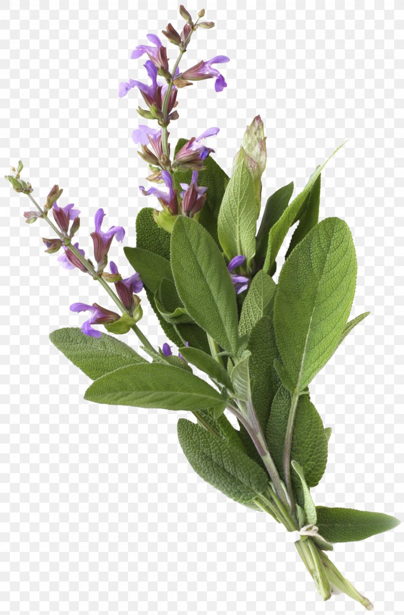 Common Sage Stock Photography Herb Essential Oil Officinalis, PNG, 2013x3066px, Common Sage, Buddleia, Essential Oil, Flower, Flowering Plant Download Free