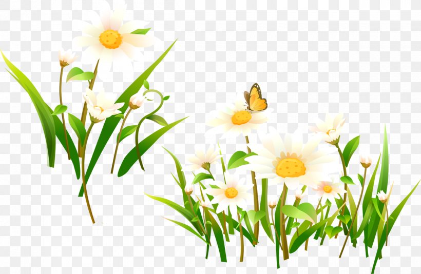 Flower Matricaria Desktop Wallpaper Clip Art, PNG, 1200x782px, Flower, Blog, Branch, Chamaemelum Nobile, Daisy Download Free