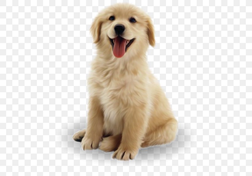 Golden Retriever Labrador Retriever Puppy Border Collie Dalmatian Dog, PNG, 525x573px, Golden Retriever, American Kennel Club, Ancient Dog Breeds, Border Collie, Carnivoran Download Free