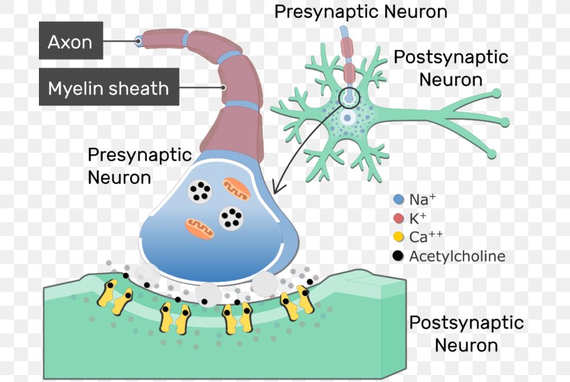 Neurotransmitter Synapse Cholinergic Acetylcholine Neurotransmission, PNG, 707x550px, Watercolor, Cartoon, Flower, Frame, Heart Download Free