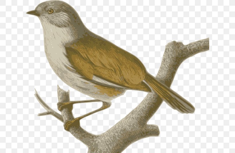 Sparrow Birds Of The World: Recommended English Names Old World Babbler Phylloscopidae, PNG, 640x536px, Sparrow, Alcippe, Animal, Beak, Bird Download Free