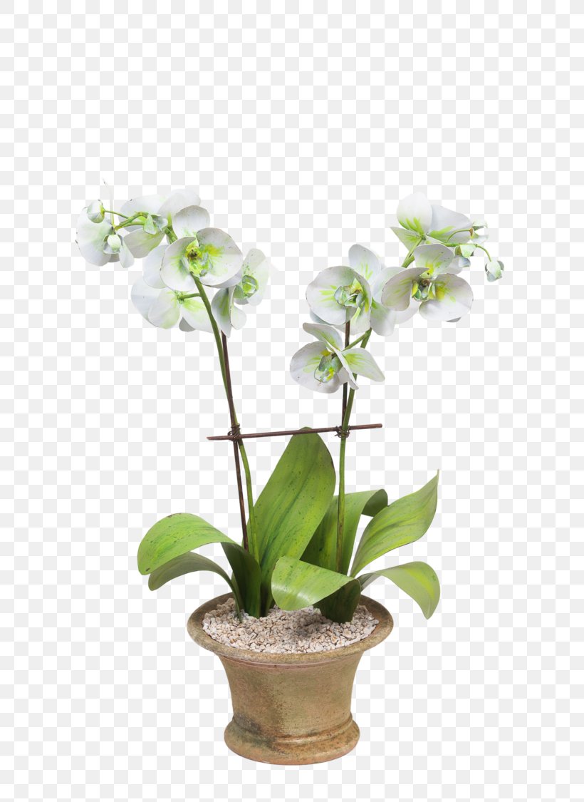 Harvard Museum Of Natural History Glass Flowers Artificial Flower Moth Orchids, PNG, 750x1125px, Flower, Art Museum, Artificial Flower, Cambridge, Cut Flowers Download Free