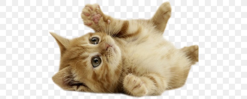 Kitten British Shorthair European Shorthair Cuteness Puppy, PNG, 498x331px, Kitten, Animal, British Shorthair, Carnivoran, Cat Download Free