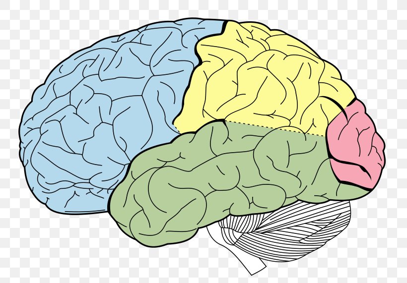 Lobes Of The Brain Parietal Lobe Temporal Lobe Frontal Lobe, PNG, 800x571px, Watercolor, Cartoon, Flower, Frame, Heart Download Free