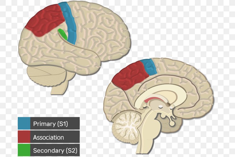 Visual Cortex Cerebral Cortex Primary Motor Cortex Brain, PNG, 695x550px, Watercolor, Cartoon, Flower, Frame, Heart Download Free