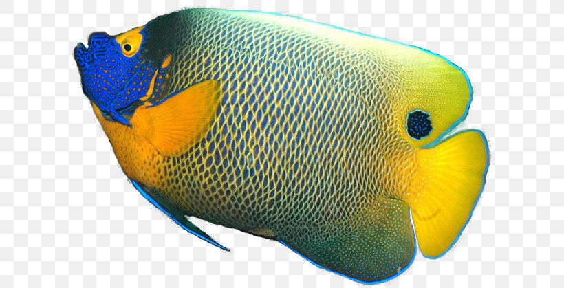 Gray Angelfish Pomacanthus Xanthometopon Tropical Fish, PNG, 611x419px, Angelfish, Beak, Coral Reef Fish, Discus, Emperor Angelfish Download Free