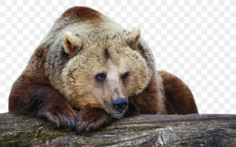 Grizzly Bear Cougar Animal Desktop Wallpaper, PNG, 980x613px, Bear, Alaska Peninsula Brown Bear, Animal, Brown Bear, Carnivoran Download Free