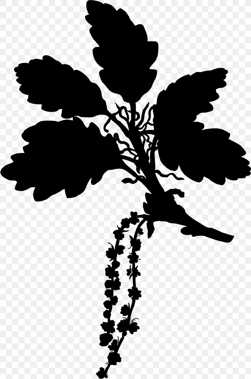 Köhler's Medicinal Plants English Oak Sessile Oak Gambel Oak Tree, PNG, 1591x2400px, English Oak, Acorn, Beech Family, Black And White, Botany Download Free