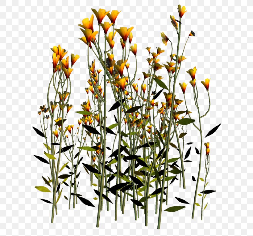 PhotoScape Flower Clip Art, PNG, 650x763px, Photoscape, Branch, Flora, Floral Design, Flower Download Free
