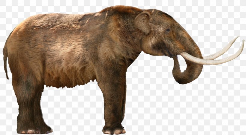 American Mastodon Woolly Mammoth Columbian Mammoth Elephant Proboscidea, PNG, 1000x552px, American Mastodon, African Elephant, American Lion, Animal, Columbian Mammoth Download Free