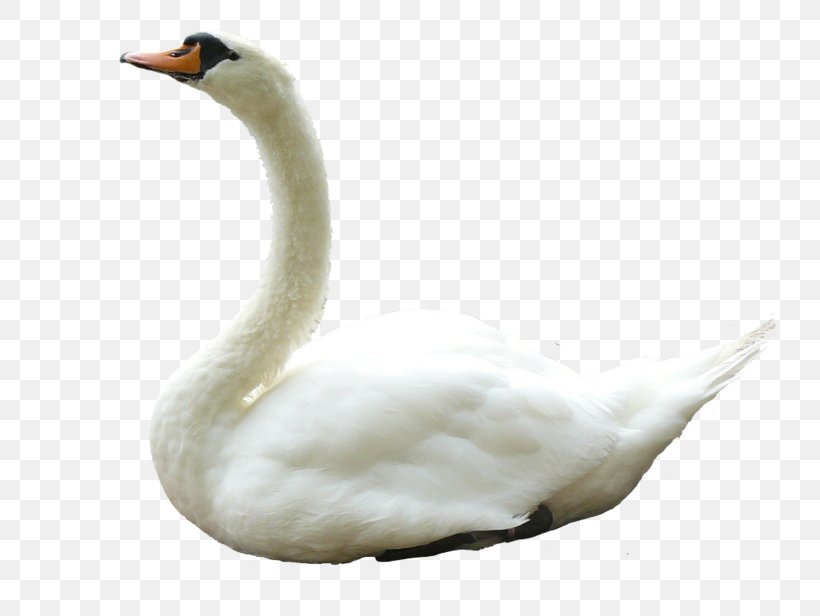 Cygnini Goose Clip Art, PNG, 800x616px, Cygnini, Beak, Bird, Data Compression, Ducks Geese And Swans Download Free
