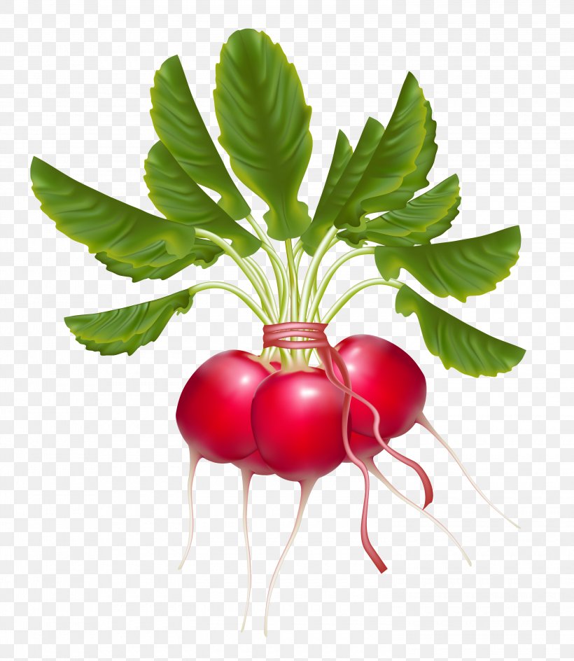Daikon Red Cabbage Vegetable Clip Art, PNG, 3000x3454px, Daikon, Beet, Beetroot, Carrot, Diet Food Download Free