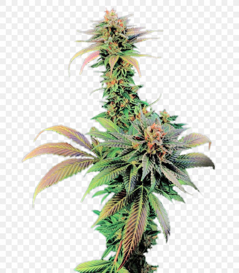 Feminized Cannabis Cannabis Cup White Widow Skunk Seed, PNG, 1401x1600px, Feminized Cannabis, Award, Cannabis, Cannabis Cup, Cash On Delivery Download Free