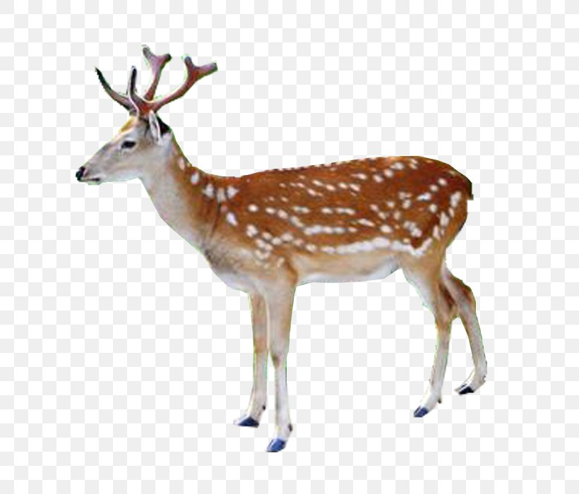 White-tailed Deer Red Deer Reindeer Elk, PNG, 700x700px, Whitetailed Deer, Antelope, Capreolinae, Cervinae, Chital Download Free