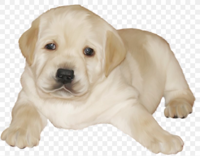 Labrador Retriever Puppy Companion Dog Dog Breed, PNG, 1028x804px, Labrador Retriever, Animal Training, Breed Group Dog, Carnivoran, Companion Dog Download Free