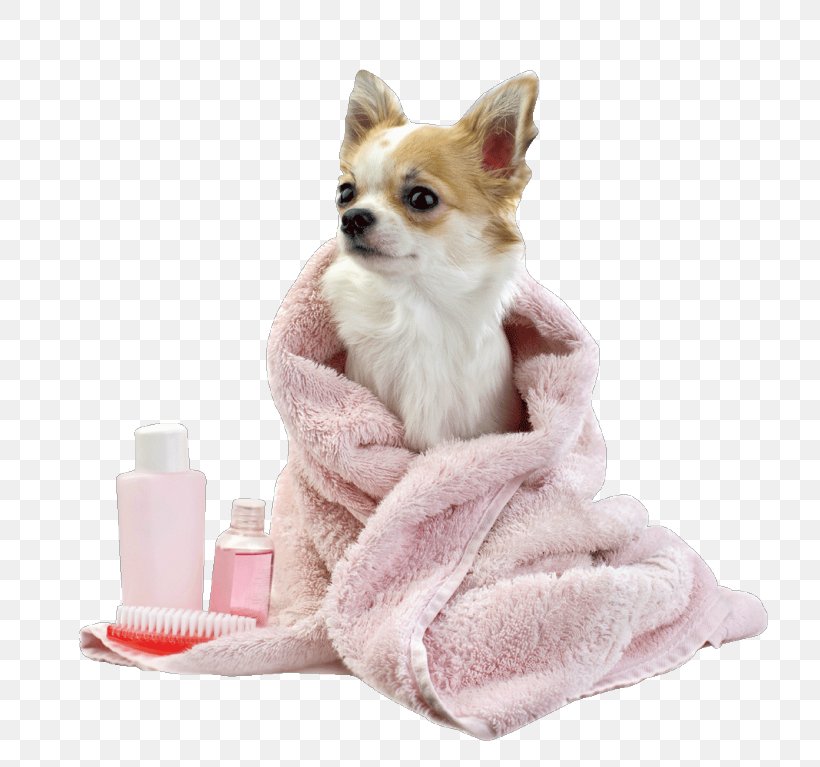 Pet Grooming Service Foxy Locks Pet Grooming & Doggie Daycare Chihuahua Dog Grooming, PNG, 768x767px, Chihuahua, Carnivore, Cat, Cat Supply, Coat Download Free