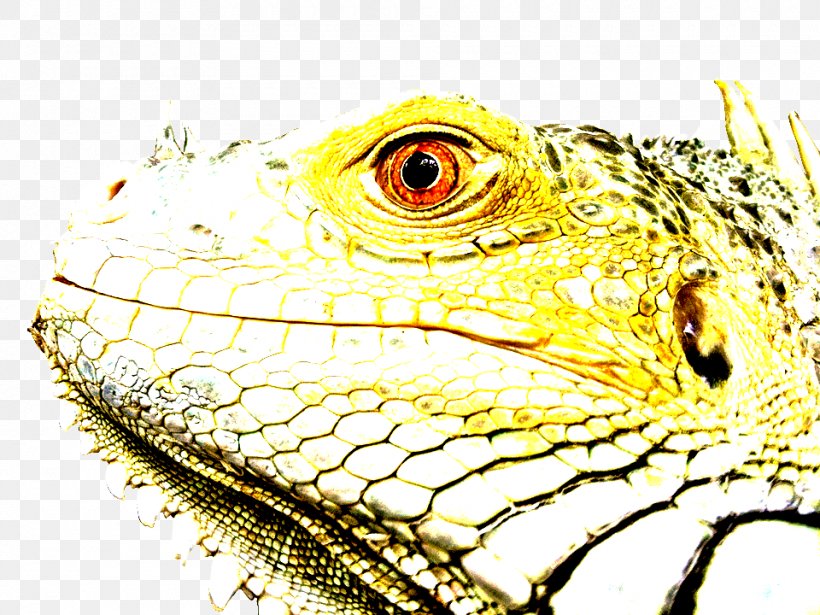 Reptile Lizard Green Iguana Iguana Iguania, PNG, 960x720px, Reptile, Agama, Dragon Lizard, Green Iguana, Iguana Download Free