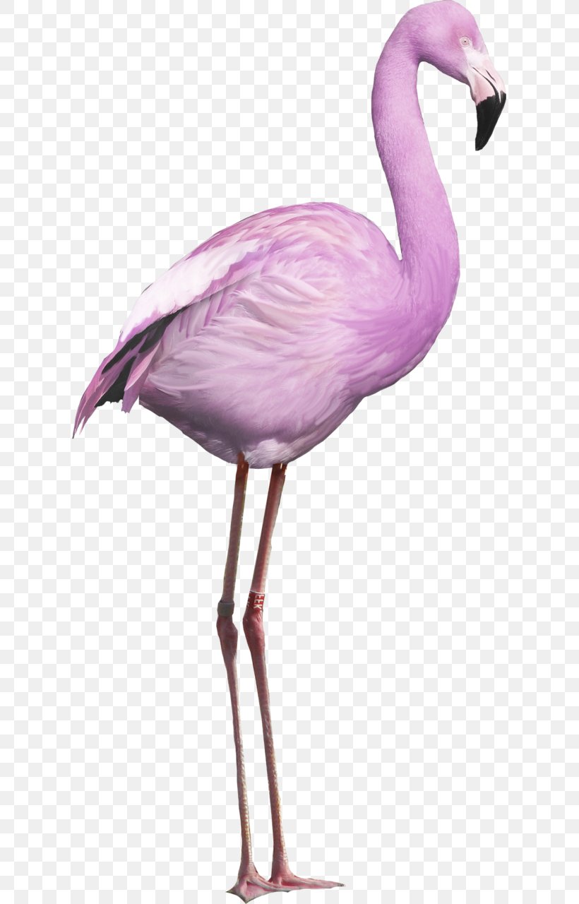 Bird Greater Flamingo American Flamingo, PNG, 615x1280px, Bird, American Flamingo, Beak, Crane Like Bird, Feather Download Free