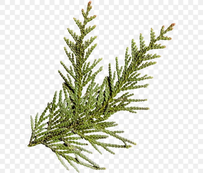 Conifers Pine Spruce Fir Tree, PNG, 600x697px, Conifers, Branch, Cedar, Christmas, Conifer Download Free