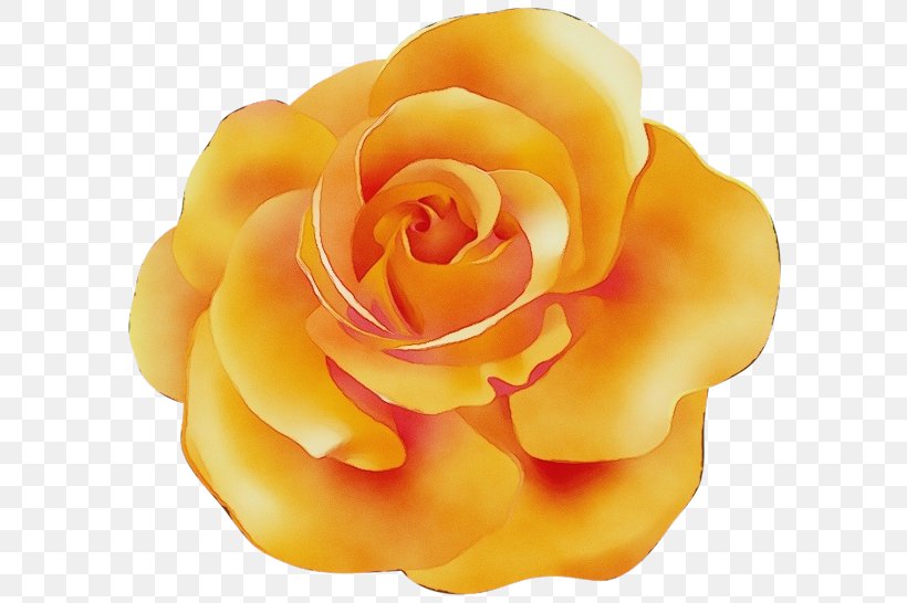 Garden Roses, PNG, 600x546px, Watercolor, Floribunda, Flower, Garden Roses, Hybrid Tea Rose Download Free
