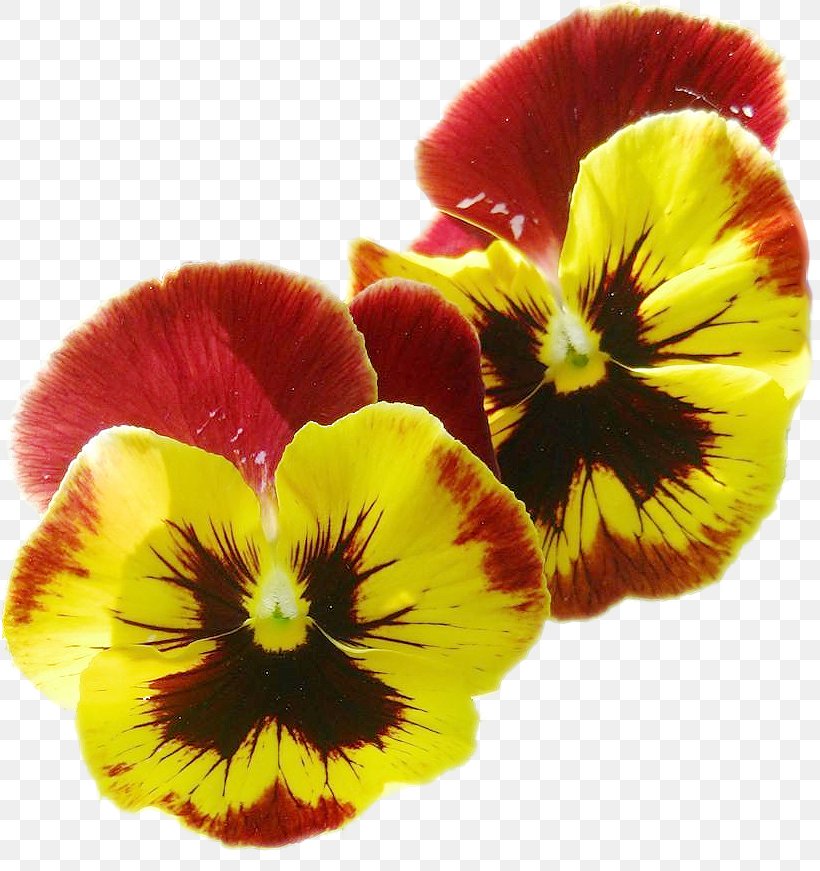 Pansy Petal, PNG, 816x871px, Pansy, Flower, Flowering Plant, Petal, Plant Download Free