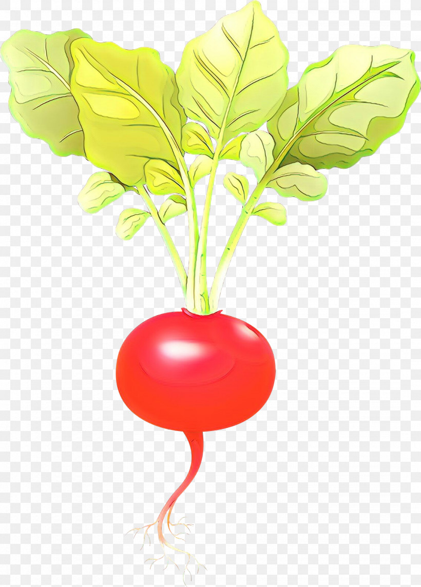 Radish Vegetable Leaf Plant Beetroot, PNG, 2150x3000px, Radish, Beet, Beetroot, Flower, Food Download Free