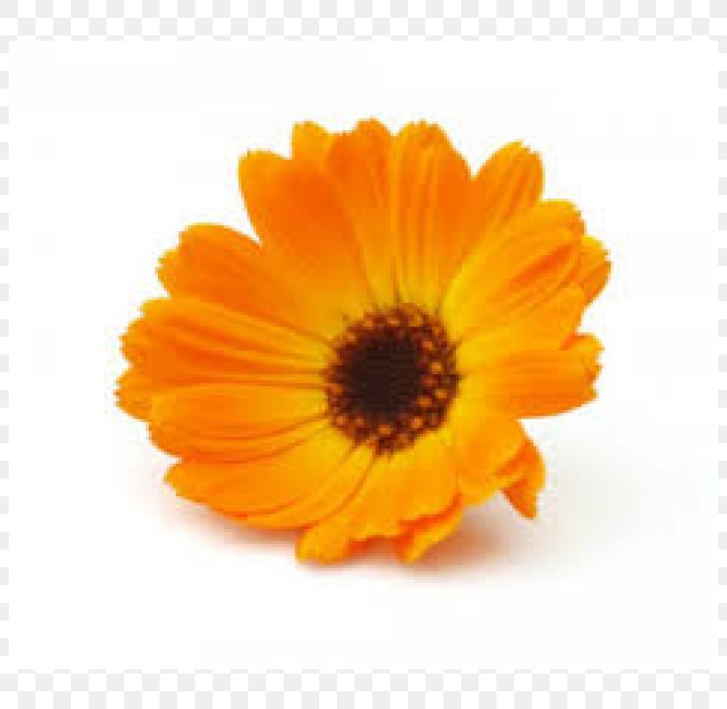 Marigolds English Marigold Medicinal Plants Mexican Marigold Flower, PNG, 800x800px, Marigolds, Calendula, Daisy Family, Edible Flower, English Marigold Download Free