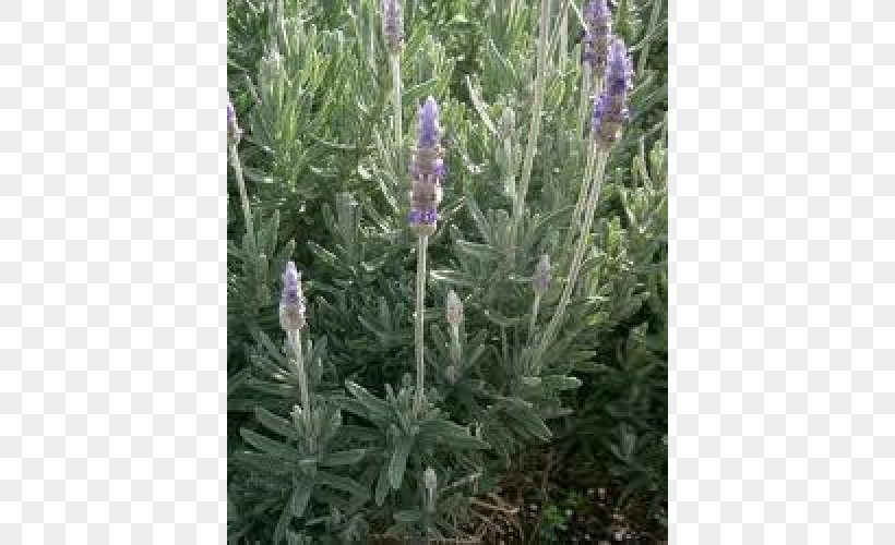 English Lavender French Lavender Plant Mints Leaf, PNG, 500x500px, English Lavender, Broomrape, Catnip, Common Sage, Flower Download Free