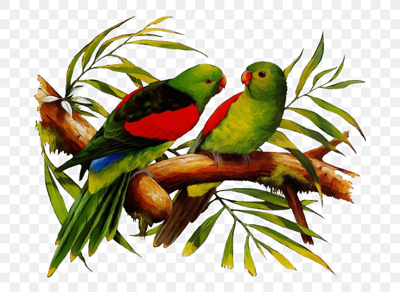 Lovebird, PNG, 729x600px, Watercolor, Beak, Feather, Loriini, Lovebird Download Free