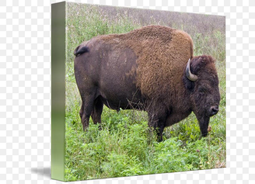 American Bison Poster Buffalo Grass Imagekind, PNG, 650x593px, American Bison, Art, Bison, Canvas, Canvas Print Download Free