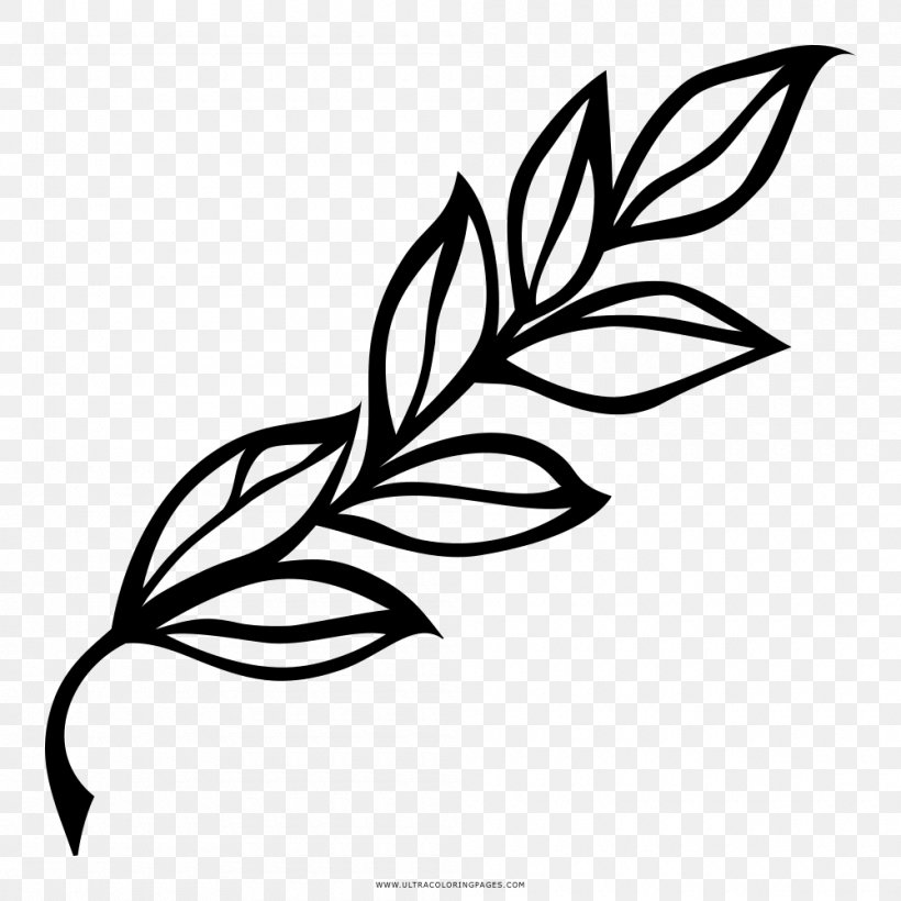 Bay Laurel Drawing Leaf Branch Clip Art, PNG, 1000x1000px, Bay Laurel, Artwork, Black, Black And White, Blog Download Free