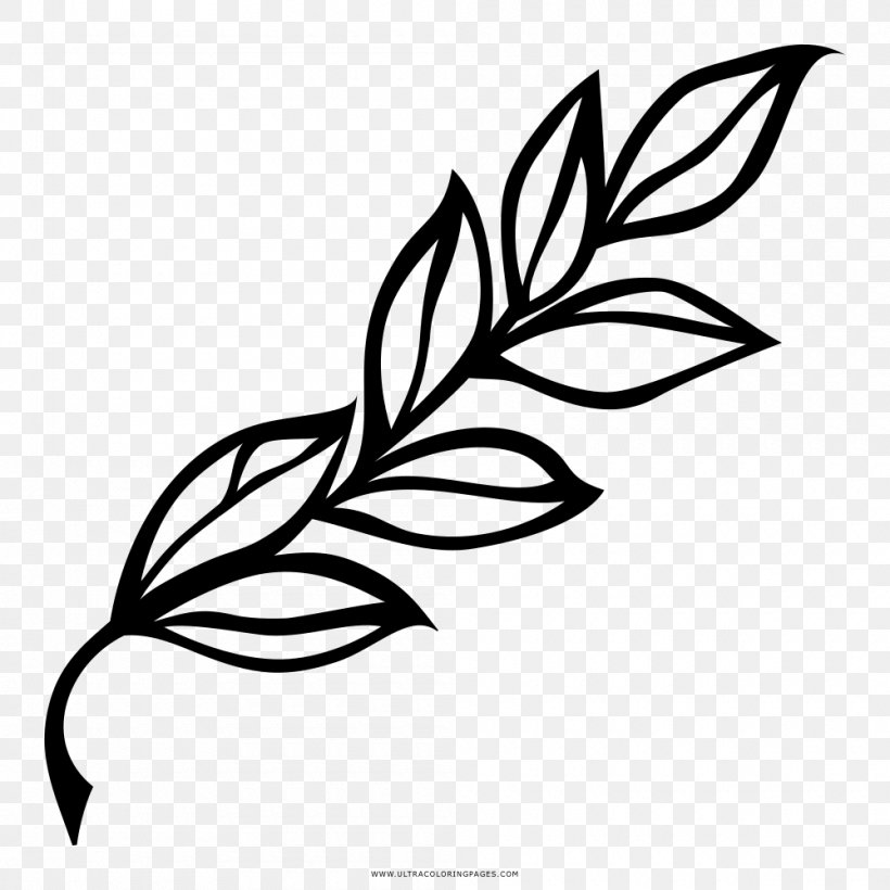 Bay Laurel Drawing Leaf Branch Clip Art, PNG, 1000x1000px, Bay Laurel