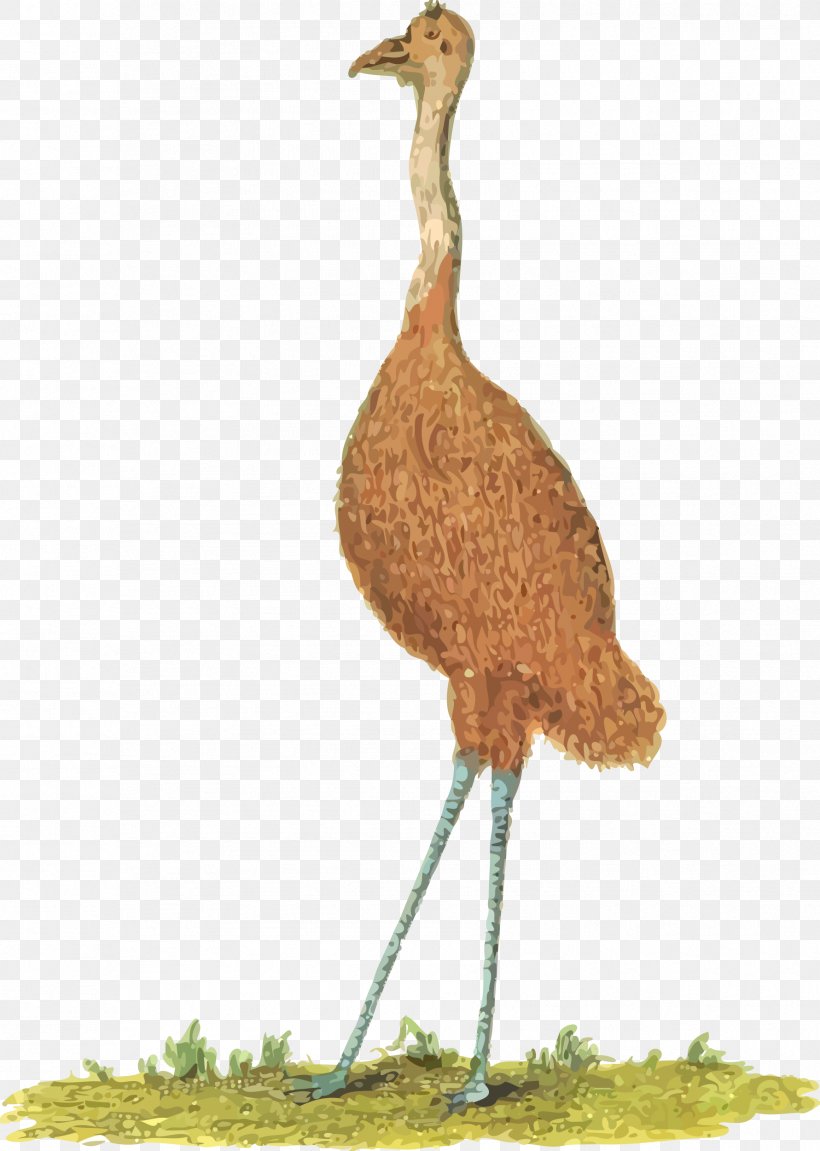 Bird Common Ostrich Emu Clip Art, PNG, 1781x2500px, Bird, Beak, Common Ostrich, Crane, Crane Like Bird Download Free