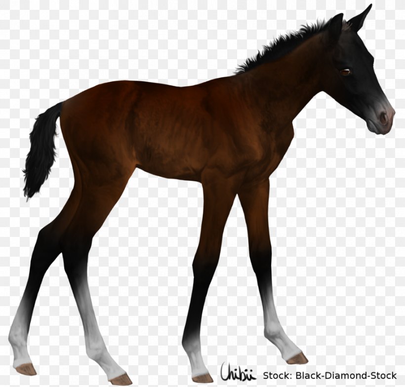 Foal Mustang American Quarter Horse Stallion Colt, PNG, 914x874px, Foal, American Quarter Horse, Bay, Colt, Equine Conformation Download Free