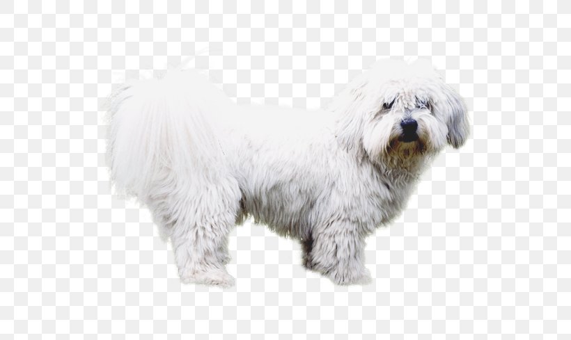 Maltese Dog Havanese Dog Coton De Tulear Little Lion Dog Bichon Frise, PNG, 567x489px, Maltese Dog, Bichon, Bichon Frise, Bolognese, Bolognese Dog Download Free