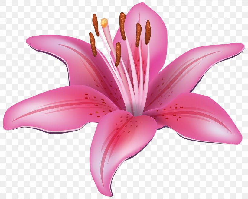 Easter Lily Tiger Lily Lilium Candidum Clip Art, PNG, 3000x2415px, Easter Lily, Blog, Close Up, Cut Flowers, Flower Download Free