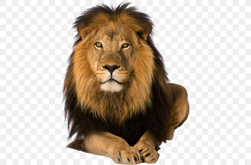 Lion Rosa Fort High School DeviantArt Great Prince Of The Forest, PNG, 480x539px, Lion, Animal, Art, Artist, Bambi Download Free