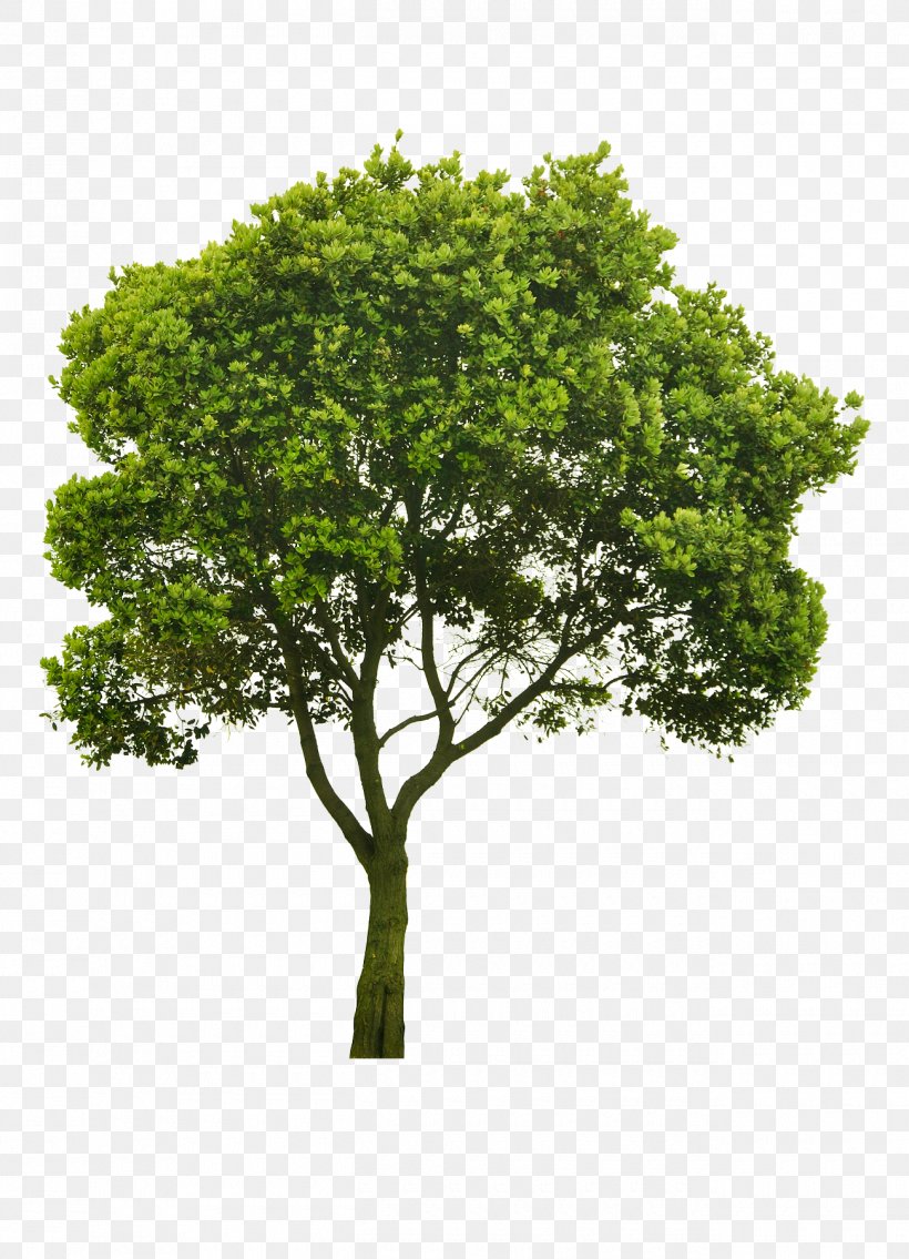 Tree Stock Photography Clip Art, PNG, 1300x1800px, Tree, Branch, Display Resolution, Grass, Image Resolution Download Free