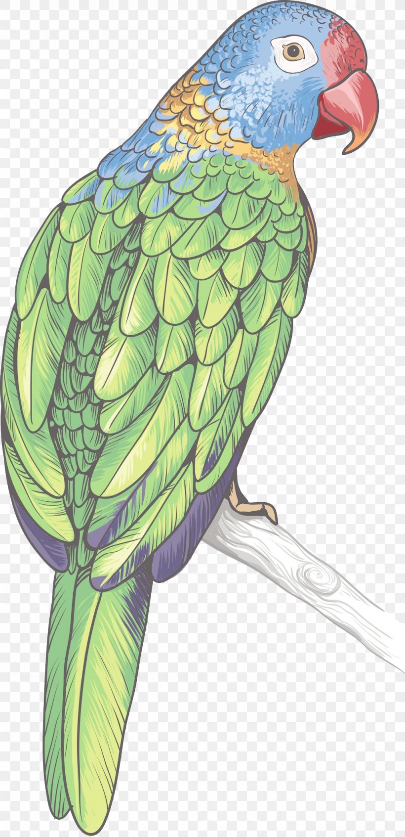 Amazon Parrot Bird Parrot Parrot, PNG, 1024x2115px, Parrot, Amazon Parrot, Animal, Artworks, Beak Download Free