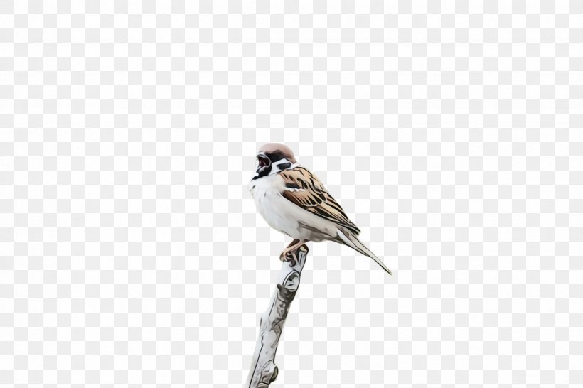 Bird Sparrow Beak House Sparrow Emberizidae, PNG, 2448x1632px, Watercolor, Beak, Bird, Emberizidae, Finch Download Free