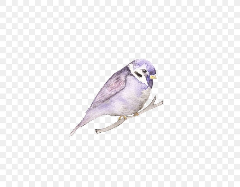 Finch Parakeet Feather Fauna Beak, PNG, 467x640px, Finch, Beak, Bird, Fauna, Feather Download Free