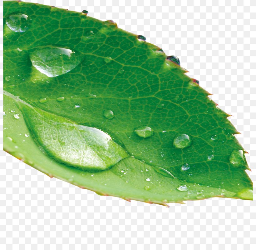 Leaf Drop Dew, PNG, 800x800px, Leaf, Dew, Drop, Goutte, Green Download Free